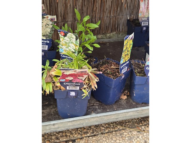 Partij bloemen - afbeelding 5 van  11