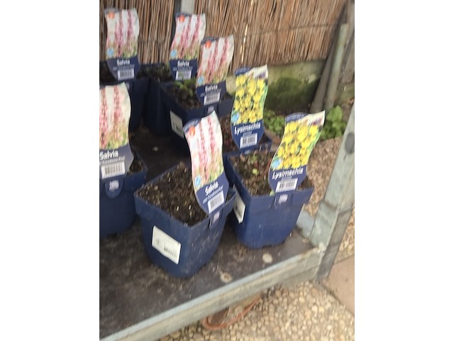 Partij bloemen - afbeelding 6 van  11