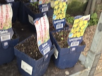 Partij bloemen - afbeelding 6 van  11