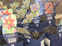 Partij bloemen - afbeelding 7 van  11