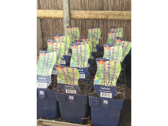 Partij bloemen - afbeelding 8 van  11