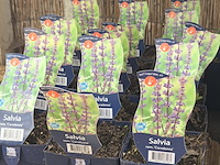 Partij bloemen - afbeelding 8 van  11