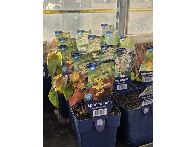 Partij bloemen - afbeelding 9 van  11