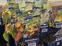 Partij bloemen - afbeelding 9 van  11