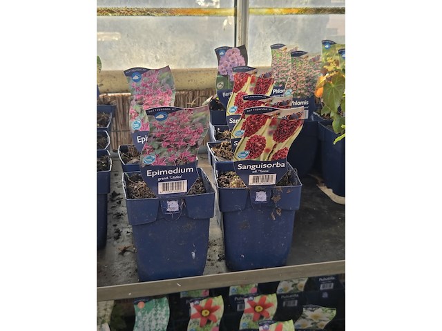 Partij bloemen - afbeelding 10 van  11