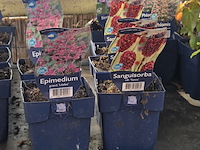 Partij bloemen - afbeelding 10 van  11