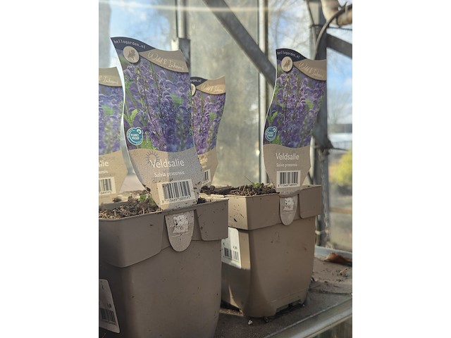 Partij bloemen - afbeelding 11 van  11