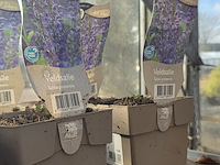 Partij bloemen - afbeelding 11 van  11