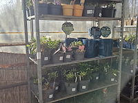 Partij bloemen - afbeelding 1 van  9