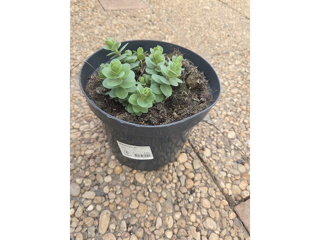 Partij bloemen - afbeelding 2 van  9