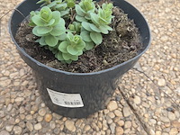 Partij bloemen - afbeelding 2 van  9