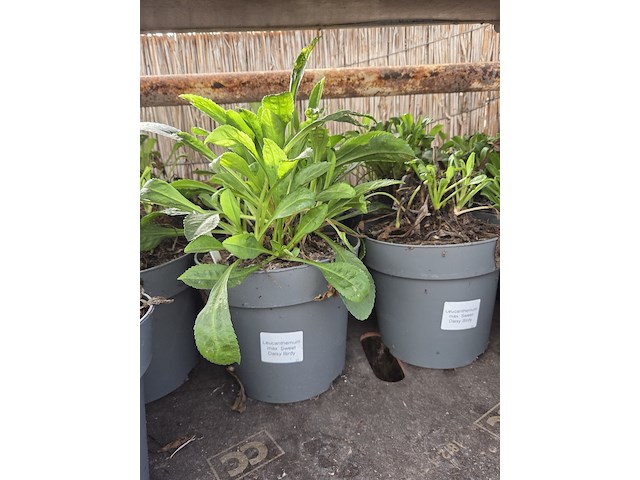 Partij bloemen - afbeelding 3 van  9