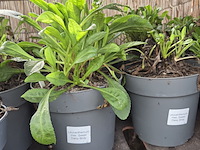 Partij bloemen - afbeelding 3 van  9