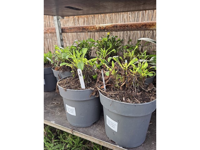 Partij bloemen - afbeelding 4 van  9