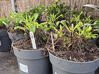 Partij bloemen - afbeelding 4 van  9