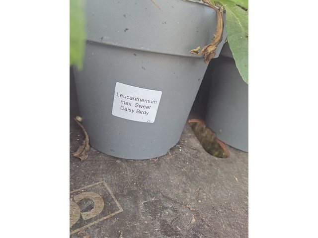 Partij bloemen - afbeelding 5 van  9