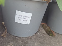 Partij bloemen - afbeelding 5 van  9