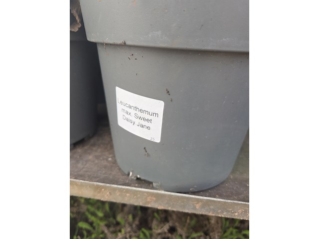 Partij bloemen - afbeelding 6 van  9