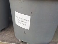 Partij bloemen - afbeelding 6 van  9