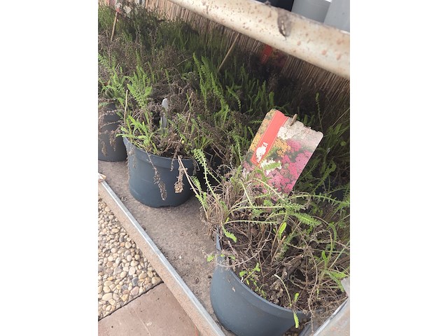 Partij bloemen - afbeelding 7 van  9