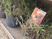 Partij bloemen - afbeelding 7 van  9