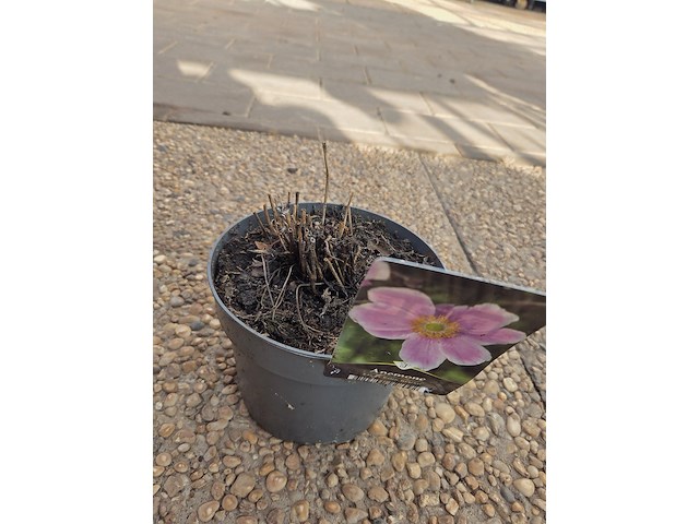 Partij bloemen - afbeelding 8 van  9