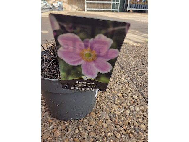 Partij bloemen - afbeelding 9 van  9