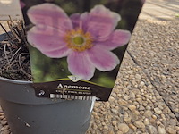 Partij bloemen - afbeelding 9 van  9