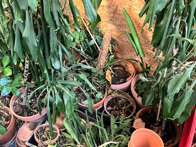 Partij bloempotten en bloemen - afbeelding 1 van  6