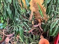 Partij bloempotten en bloemen - afbeelding 1 van  6