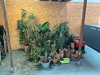 Partij bloempotten en bloemen - afbeelding 2 van  6