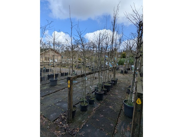 Partij bomen en planten in pot - afbeelding 2 van  91
