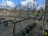 Partij bomen en planten in pot - afbeelding 2 van  91