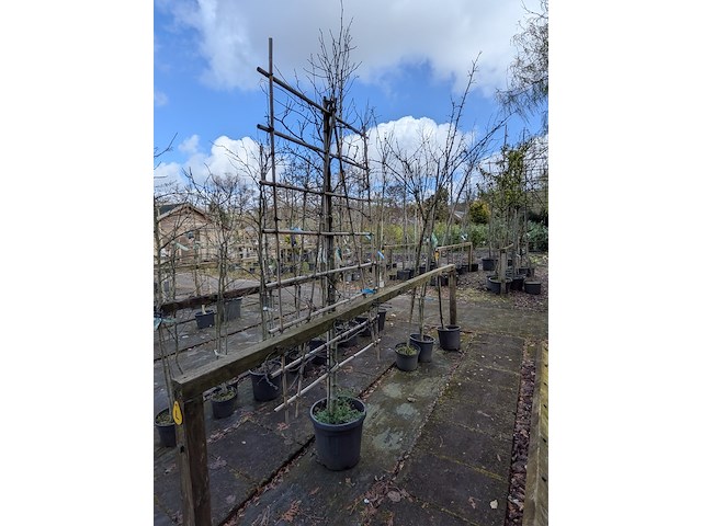 Partij bomen en planten in pot - afbeelding 3 van  91