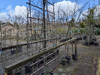 Partij bomen en planten in pot - afbeelding 3 van  91