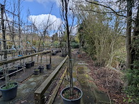 Partij bomen en planten in pot - afbeelding 4 van  91