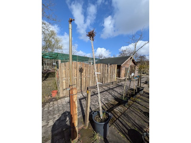 Partij bomen en planten in pot - afbeelding 5 van  91