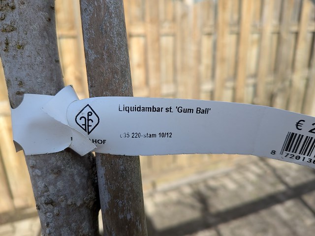 Partij bomen en planten in pot - afbeelding 6 van  91