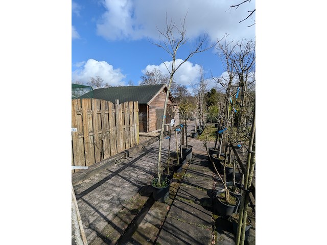 Partij bomen en planten in pot - afbeelding 7 van  91