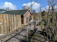 Partij bomen en planten in pot - afbeelding 7 van  91