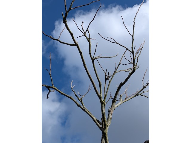 Partij bomen en planten in pot - afbeelding 8 van  91