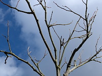 Partij bomen en planten in pot - afbeelding 8 van  91