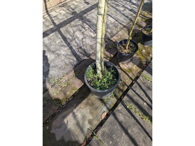 Partij bomen en planten in pot - afbeelding 9 van  91