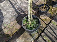 Partij bomen en planten in pot - afbeelding 9 van  91