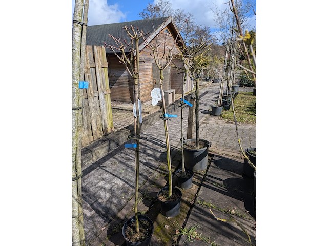 Partij bomen en planten in pot - afbeelding 10 van  91