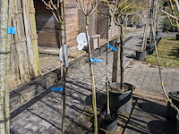 Partij bomen en planten in pot - afbeelding 10 van  91