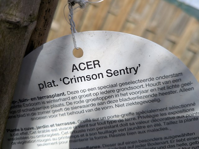 Partij bomen en planten in pot - afbeelding 11 van  91