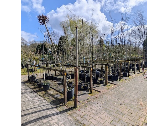 Partij bomen en planten in pot - afbeelding 1 van  91
