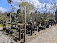 Partij bomen en planten in pot - afbeelding 1 van  91