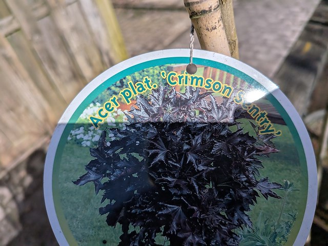 Partij bomen en planten in pot - afbeelding 13 van  91